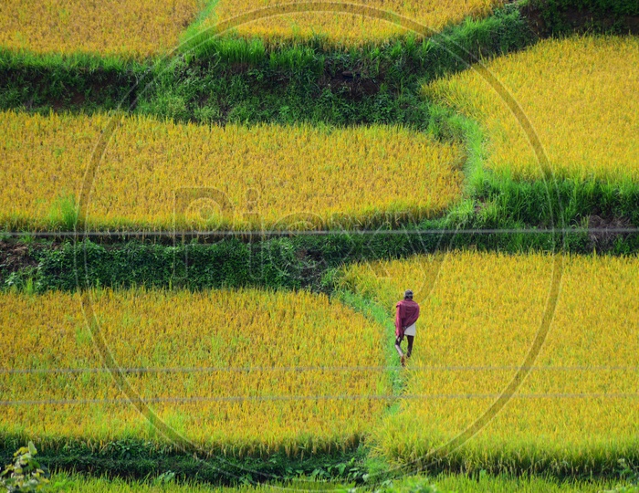A farmer walking in the paddy fields