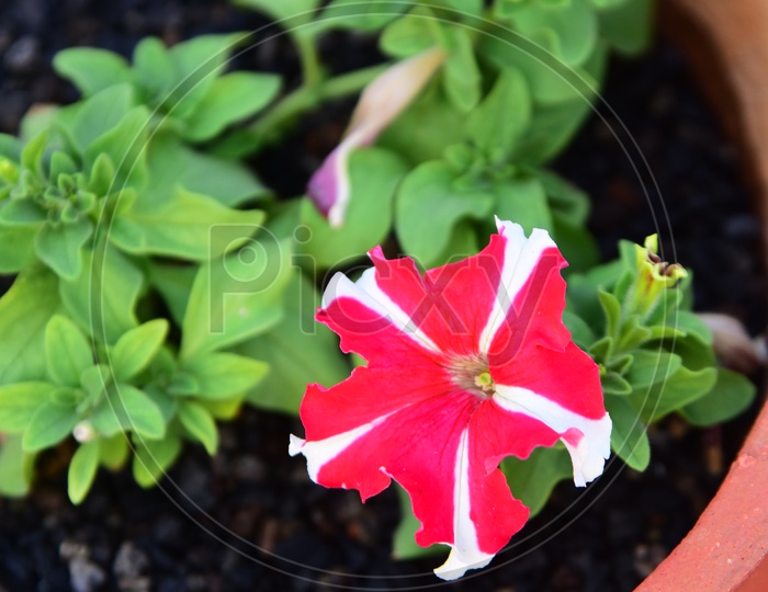 Red and white Petunia flower