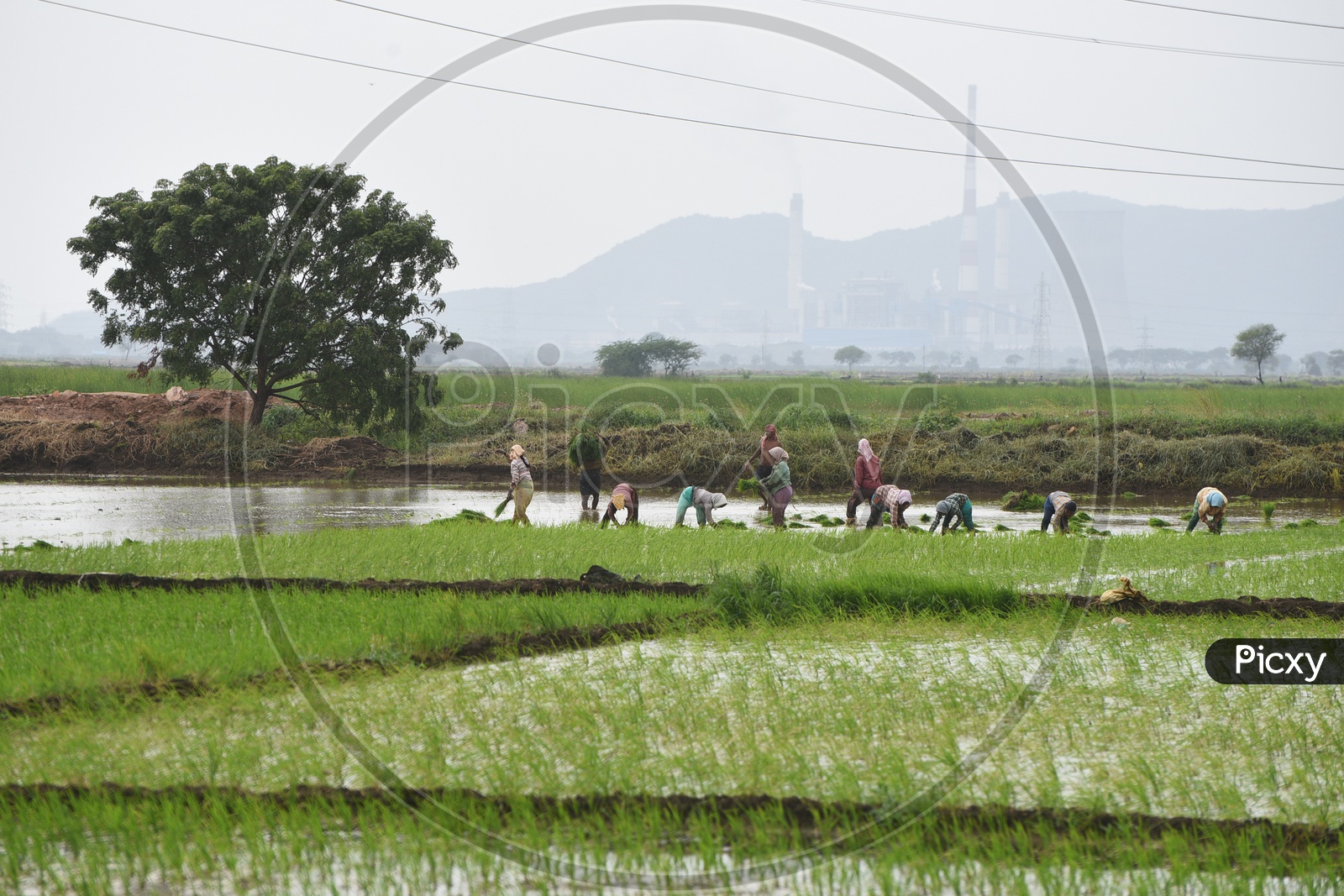 Grouo of Indian farmers working in the Agricultural field