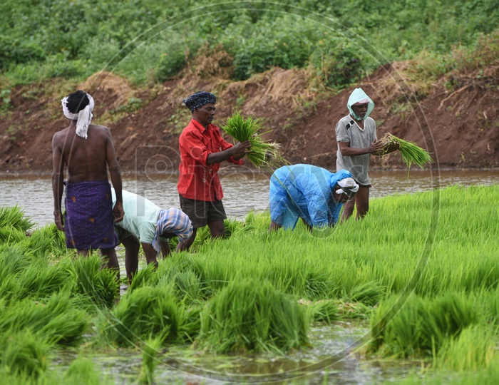 Indian Farmers working in the Agriculture field