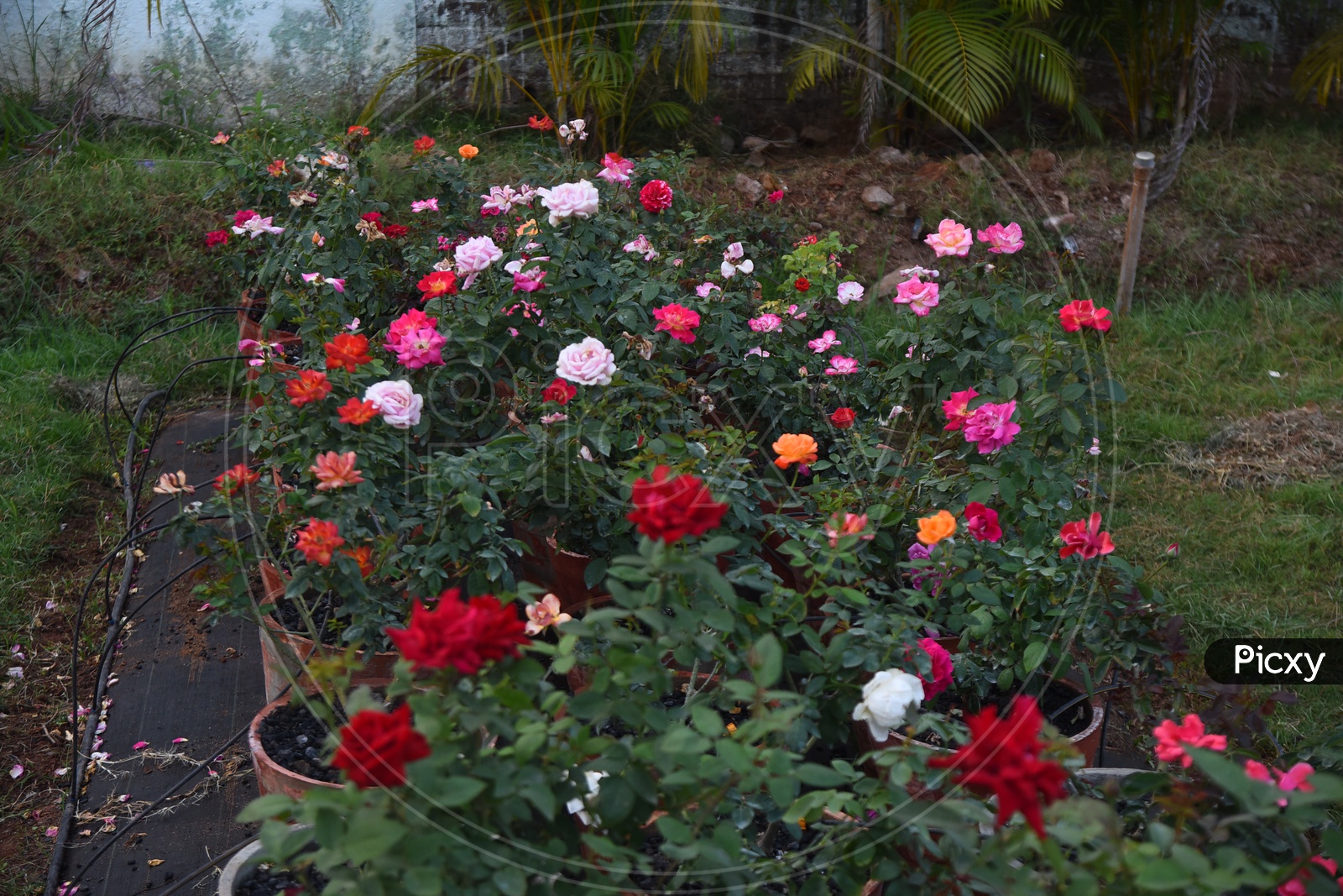 Different types of rose plants in a garden