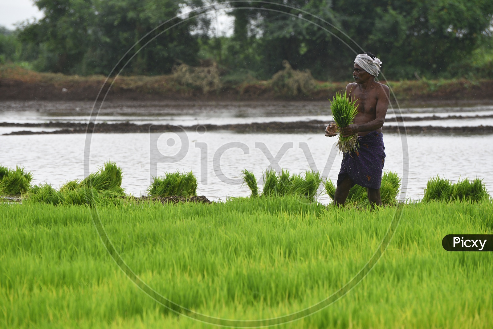 A farmer working in the Paddy Field