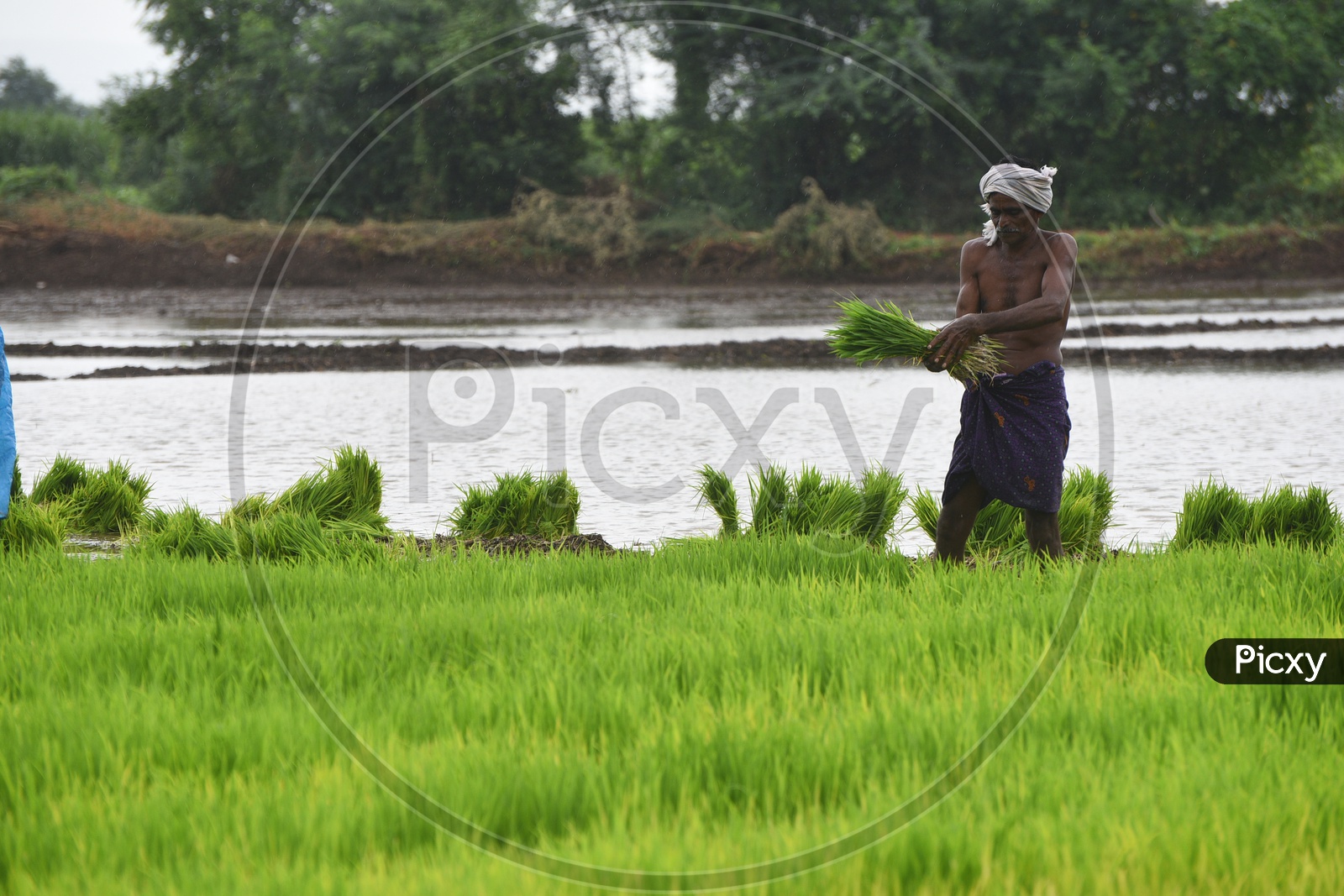 Indian Farmer working in the Agriculture field