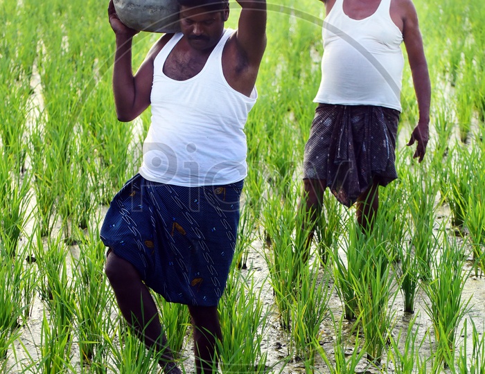 Farmers carrying water pots in a paddy field