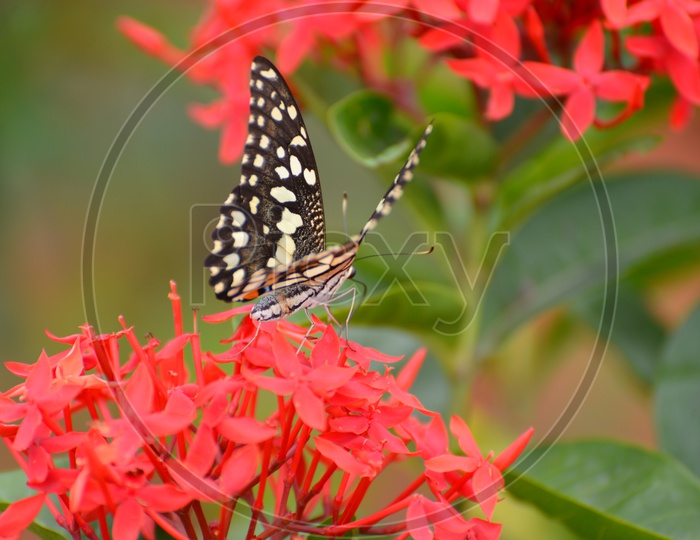 Butterfly on the native red milkweed flowers