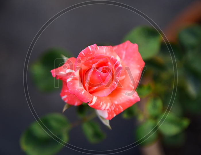 Close up shot of Rose flower