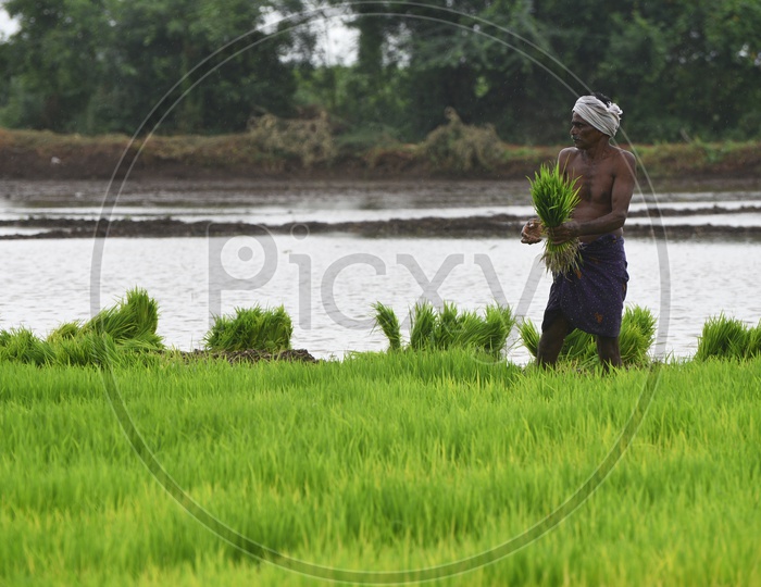 A farmer working in the Paddy Field