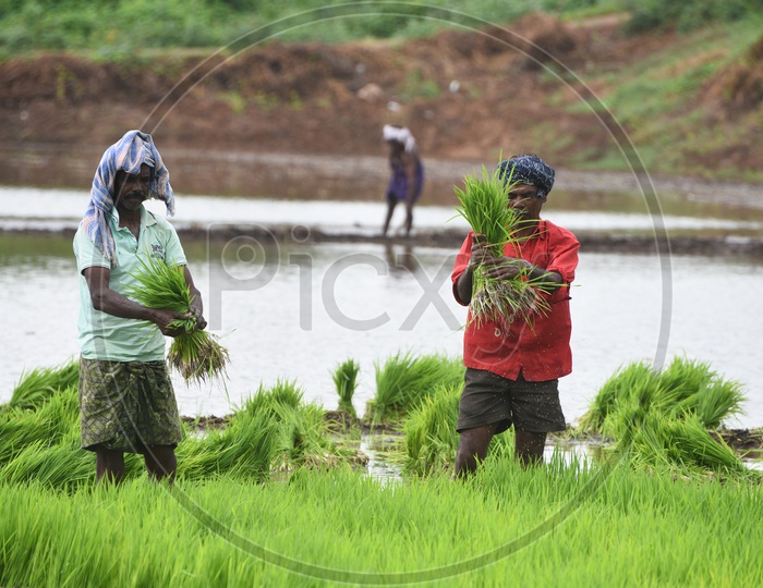 Indian Farmers sowing paddy