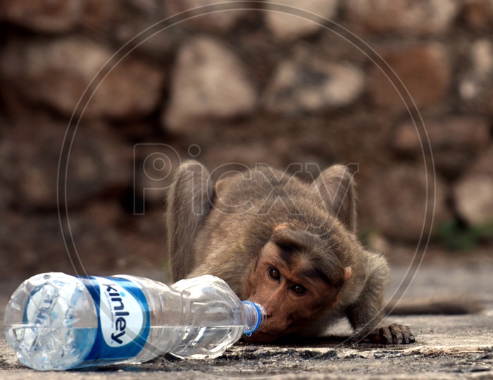 Monkey drinking water from a plastic bottle