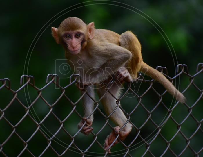 A Youn Macaque Or Monkey Crossing  The Fence