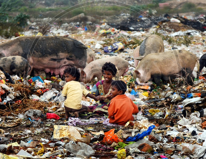 Children Playing In a Dump Yard With Pigs in the Surroundings