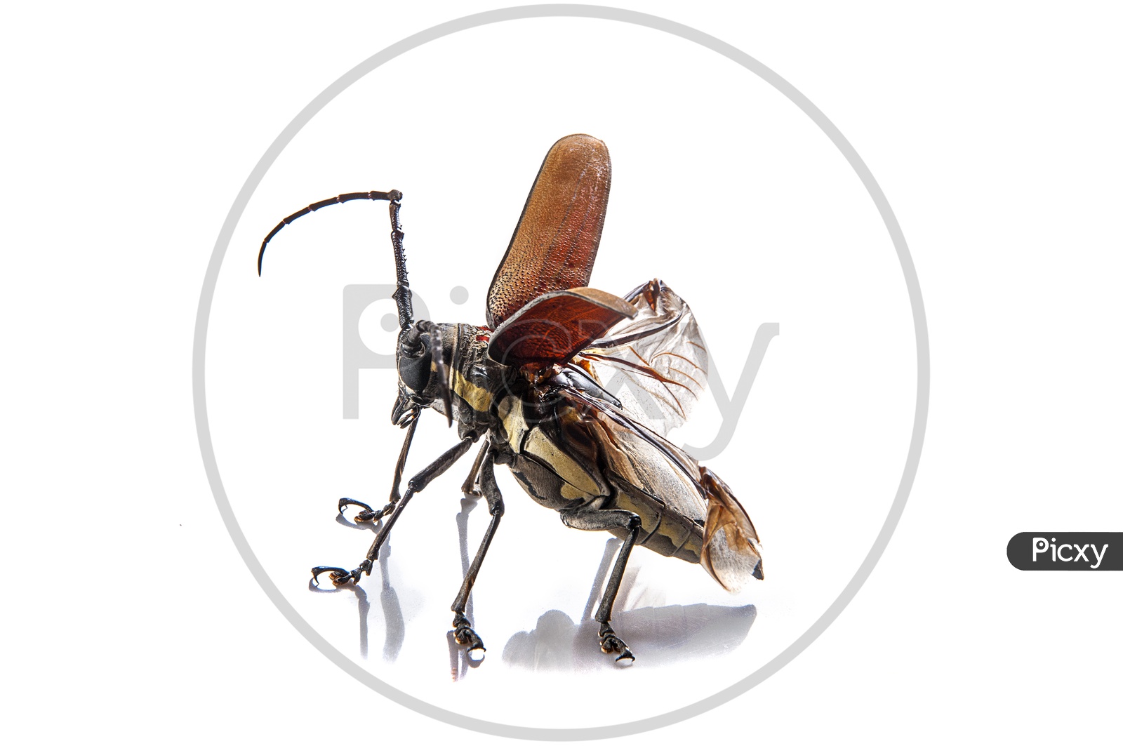 Tree borer, Batocera rufomaculata with open wings isolated on a white background