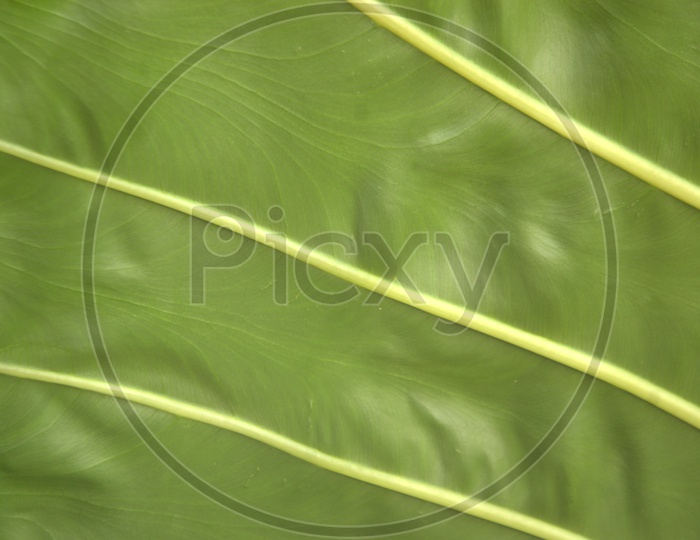 Backside veins of a leaf