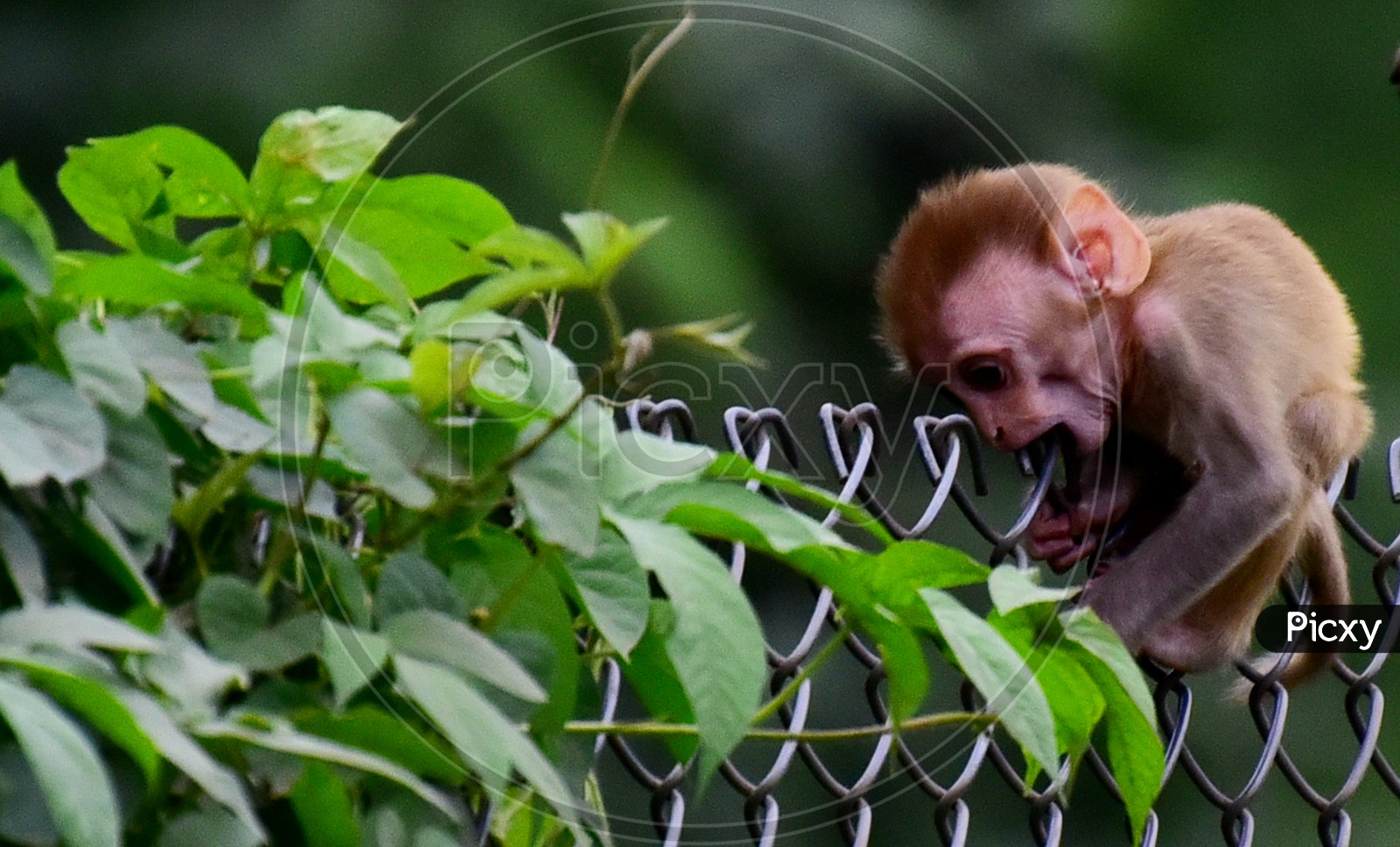 A Youn Macaque Or Monkey Crossing  The Fence
