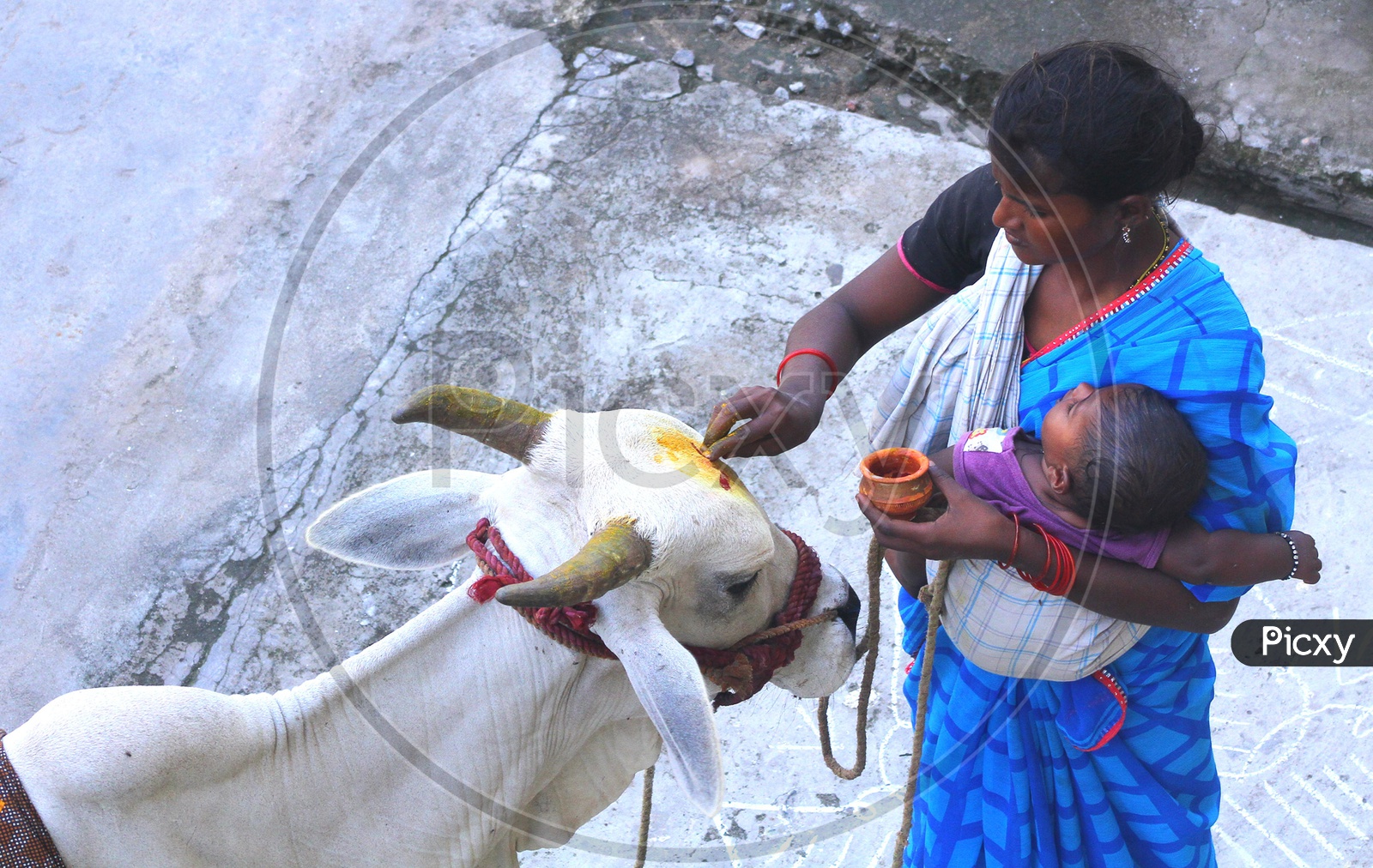 A woman keeping tilaka on a cow's forehead. praying cow.
