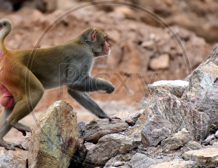 Monkey moving on the rocks