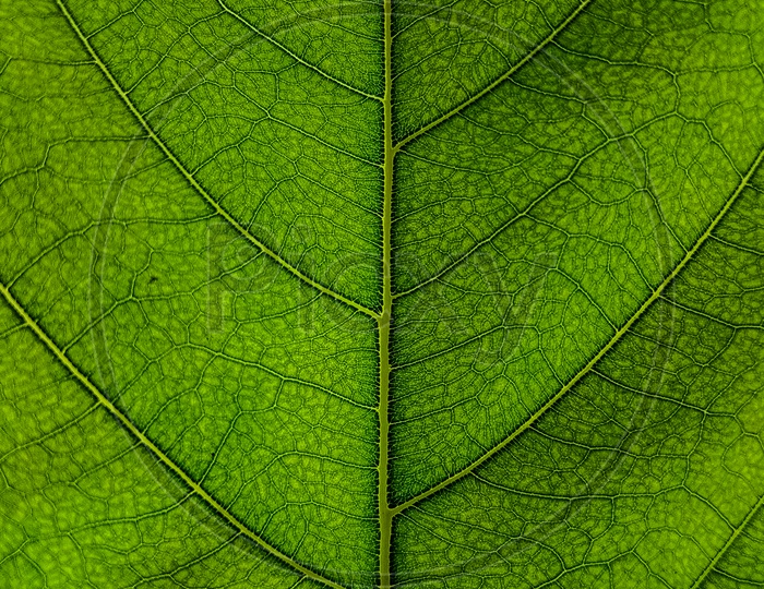 A Leaf