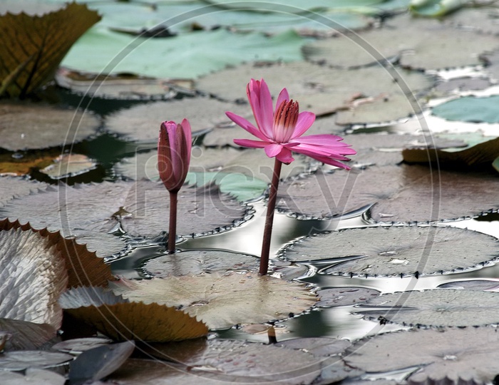 Pink lotus in water