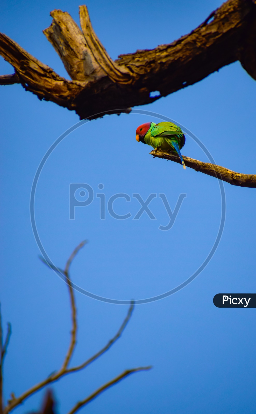 A plum-headed parakeet