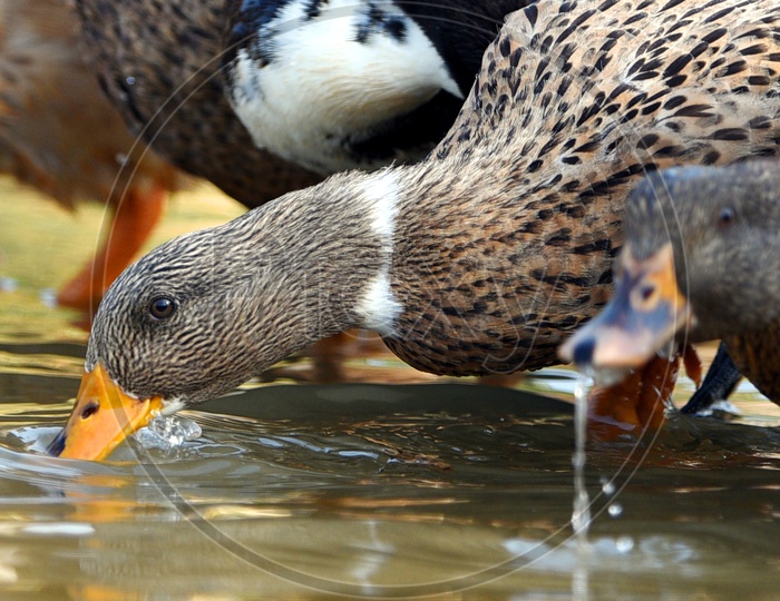 Ducks drinking water