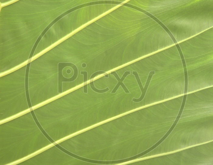 Backside veins of a green leaf