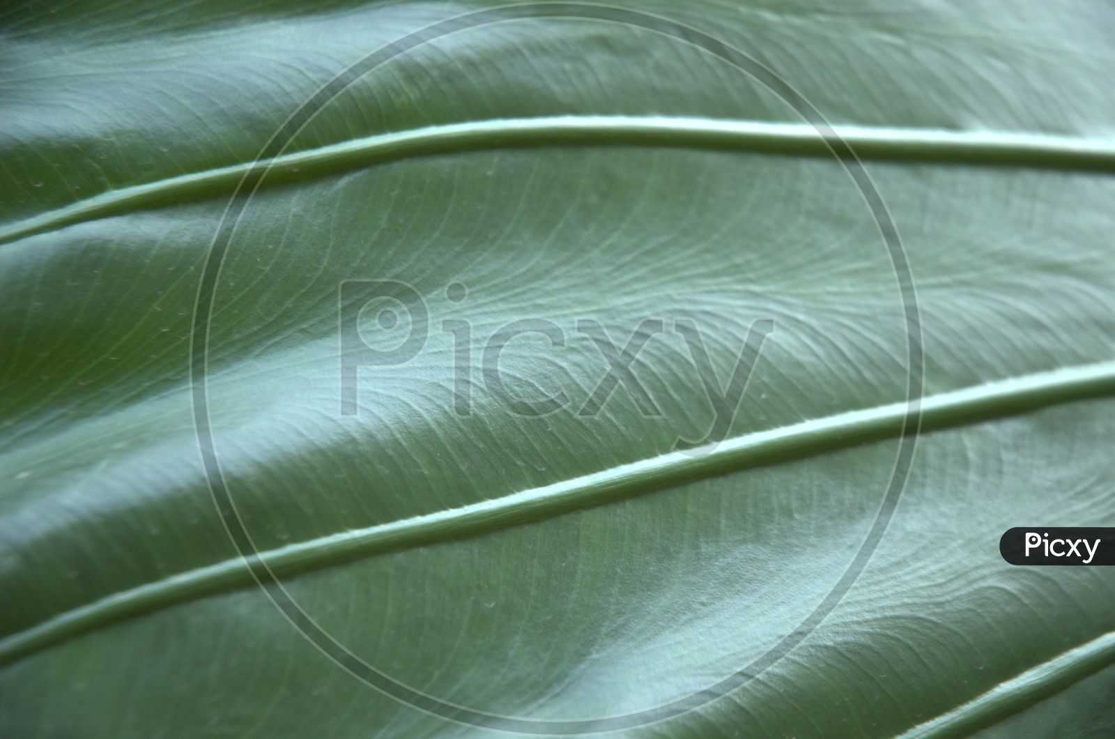 Backside veins of a green leaf