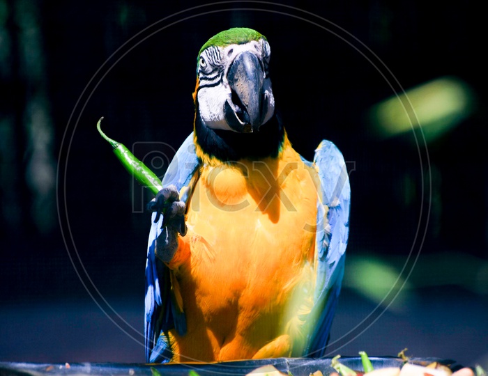Blue and yellow South American Macaw parrot with a chilli