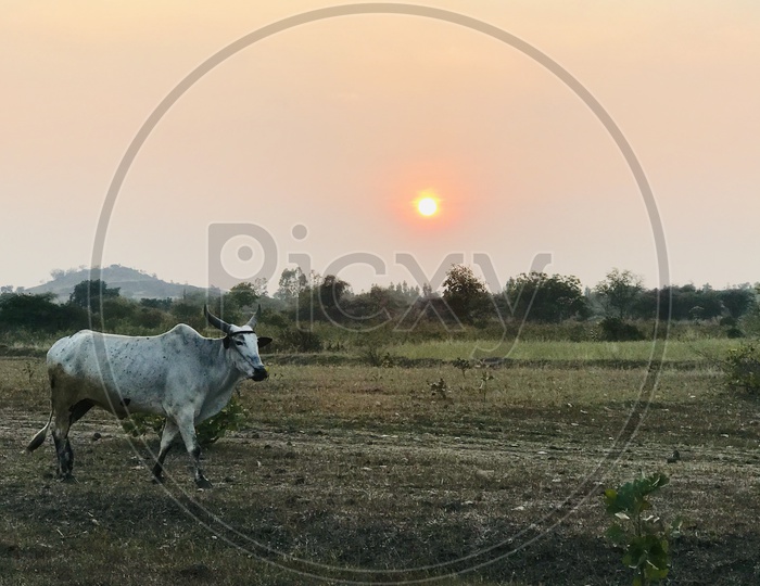Cattle, the lifeline of agricultural India