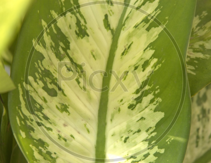 Aglaonema leaf