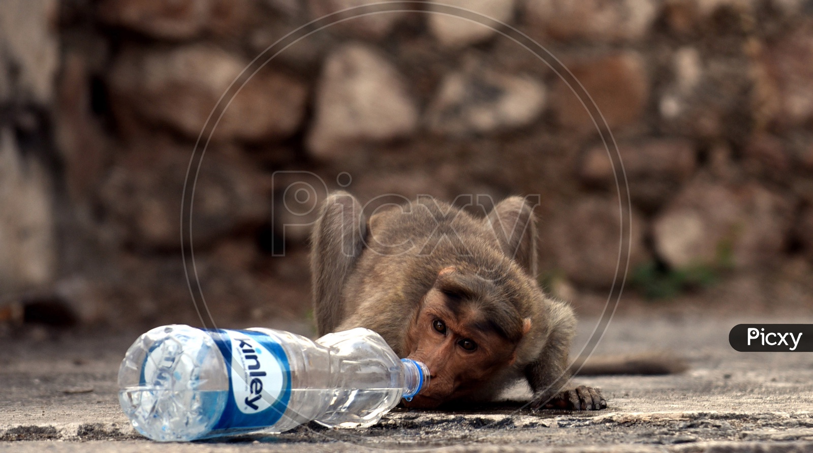 Monkey drinking water from a plastic bottle