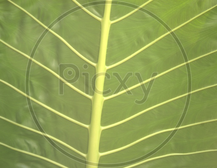 Backside veins of a leaf