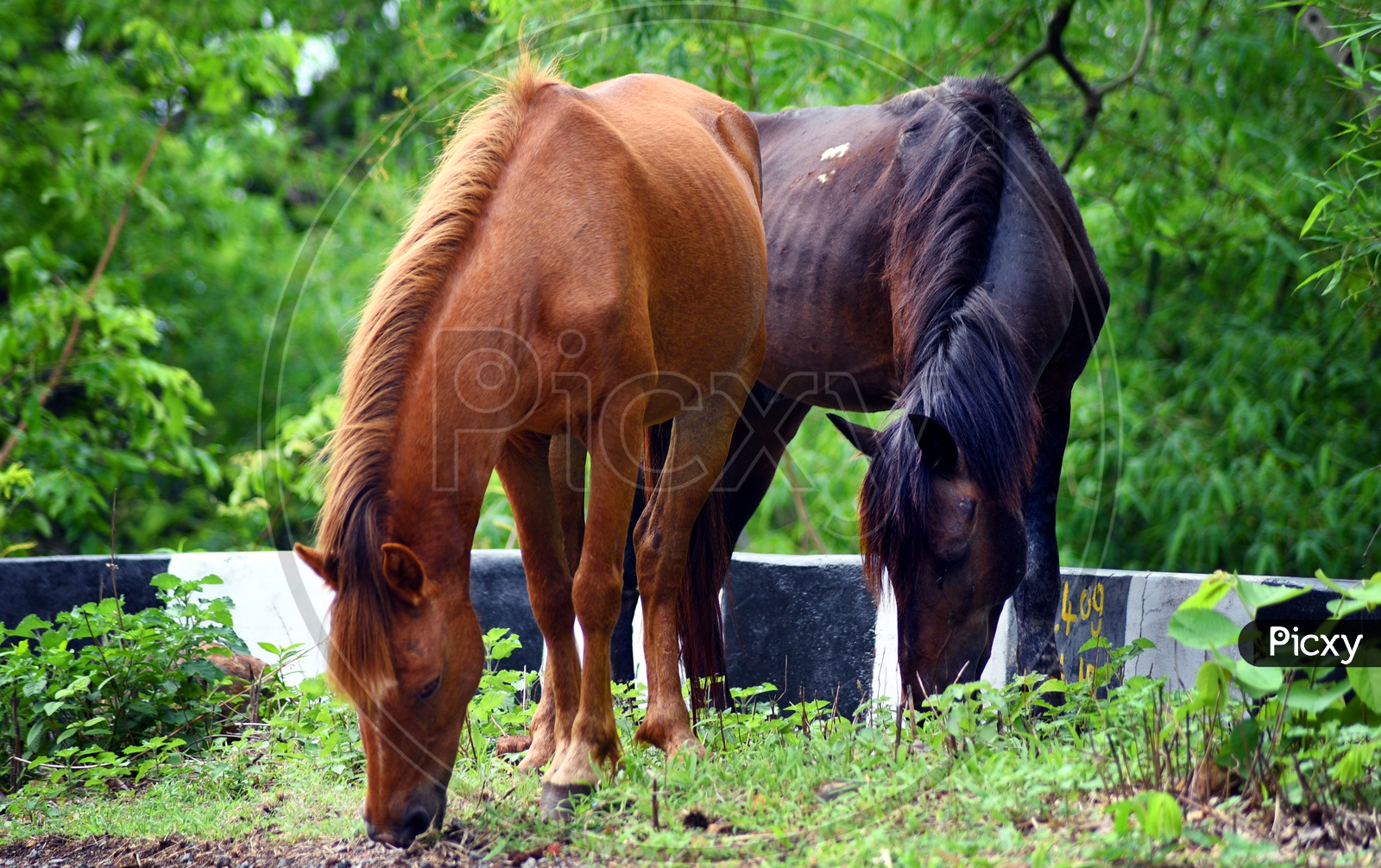 Black and Brown Horses grazing the grass
