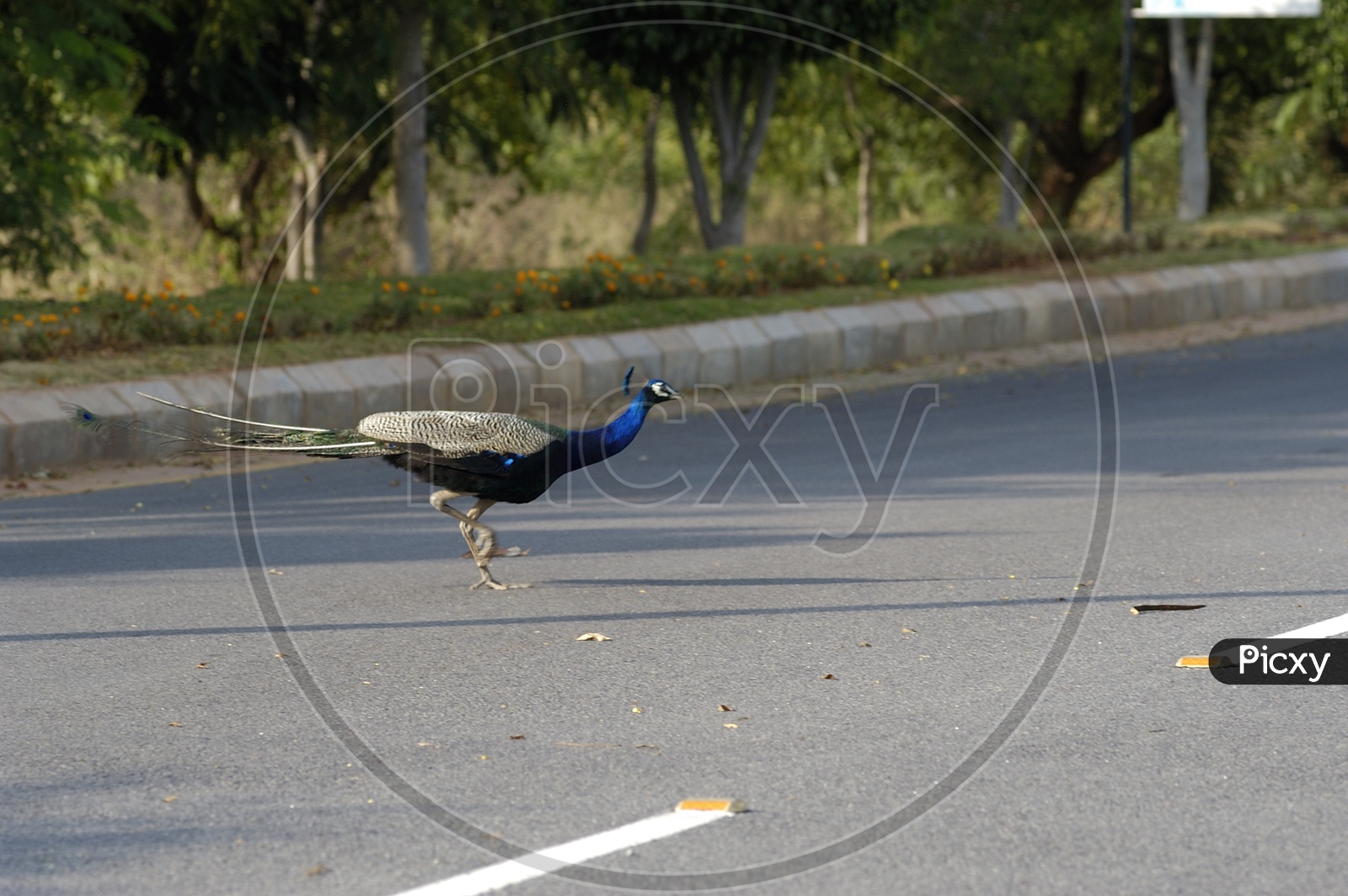 Peacock crossing the road