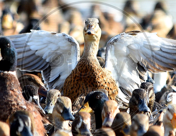 A duck with its wings open among a raft of ducks