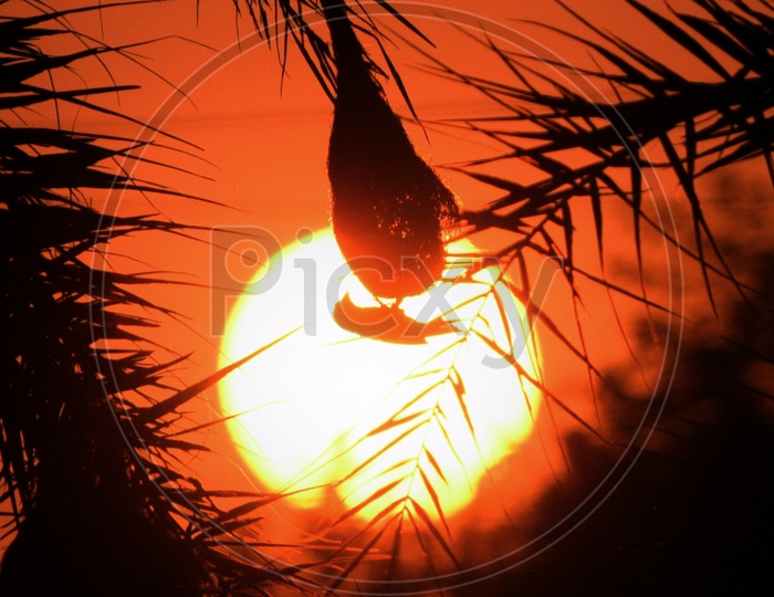 Silhouette Of Bird nest Over Bright Sun