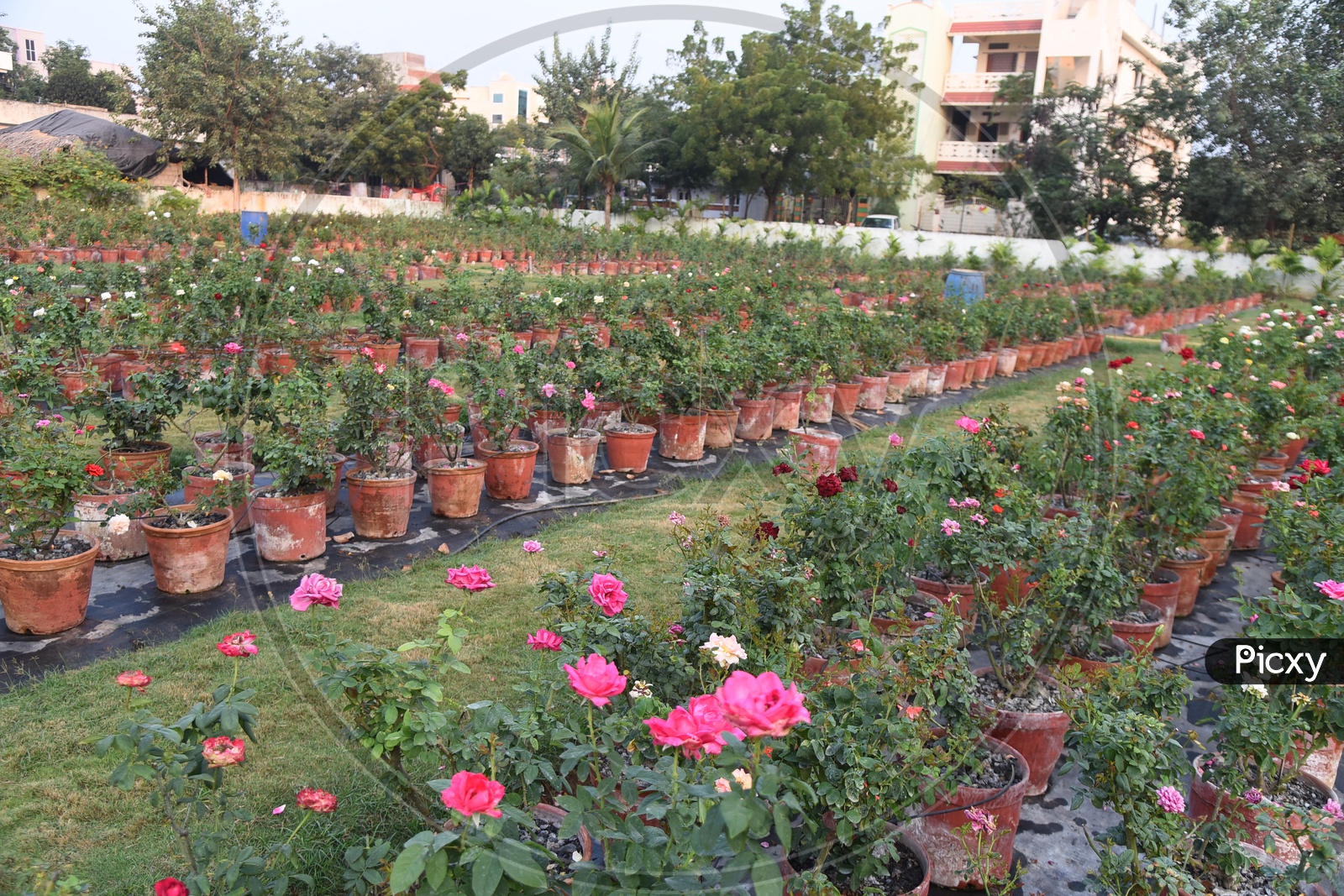 Image of Rose plants in a NurseryXG089003Picxy