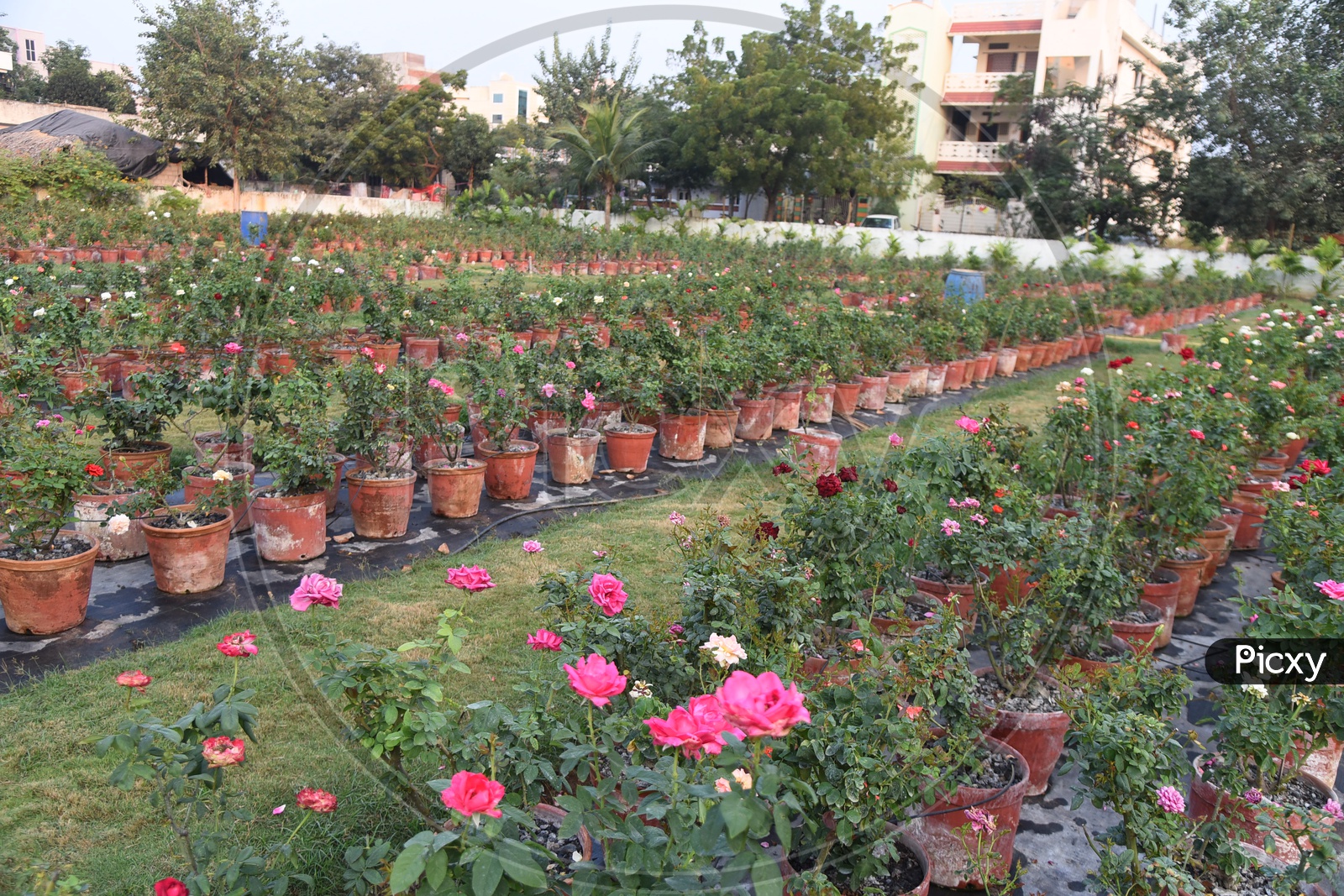 Rose plants in a Nursery
