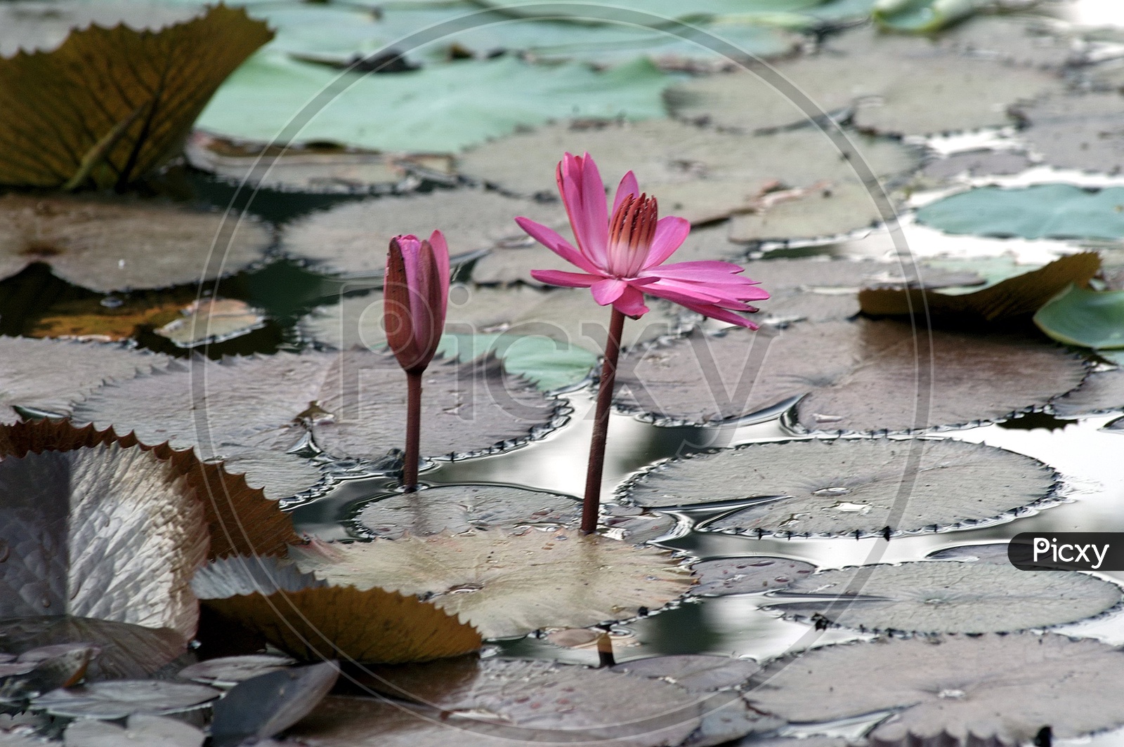 Pink lotus in water