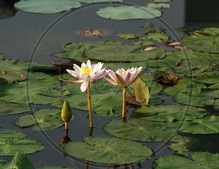 Lotus in a pond