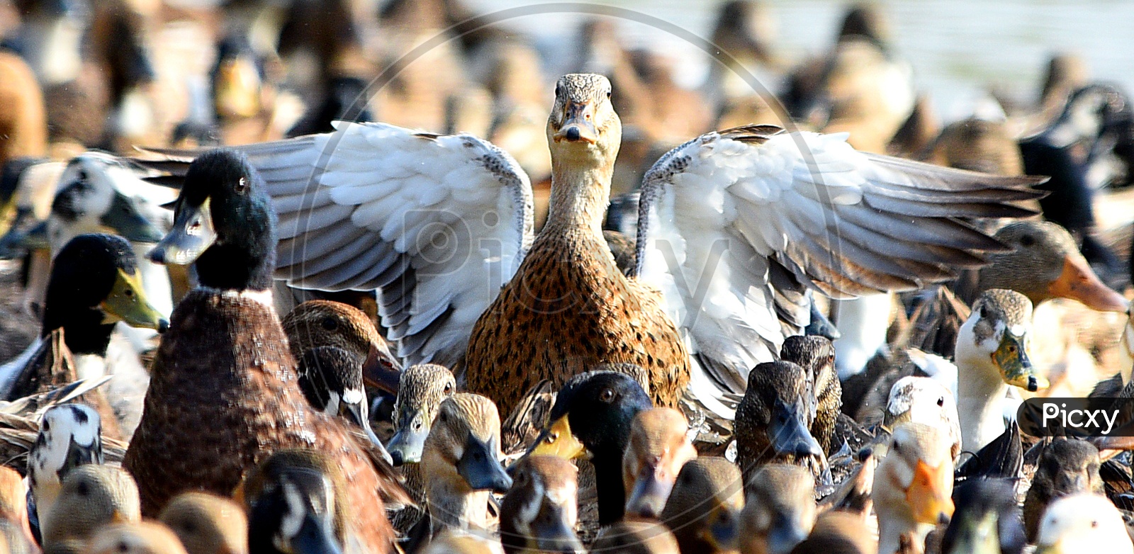 A duck with its wings open among a raft of ducks