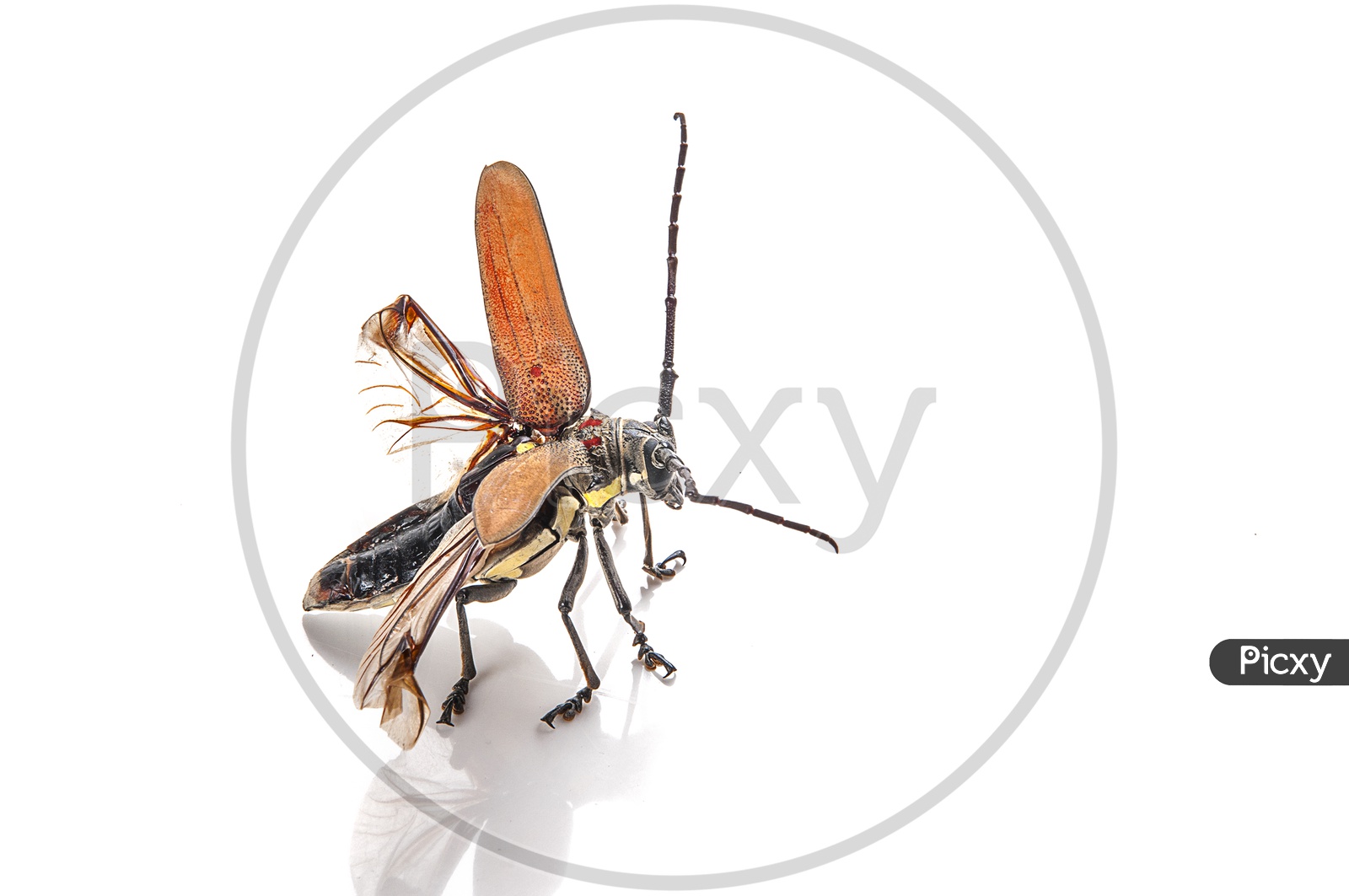 Tree borer, Batocera rufomaculata with wings open isolated on a white background