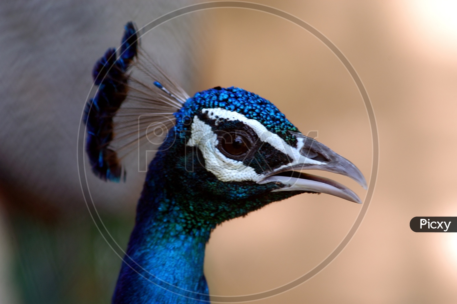 Peacock's face