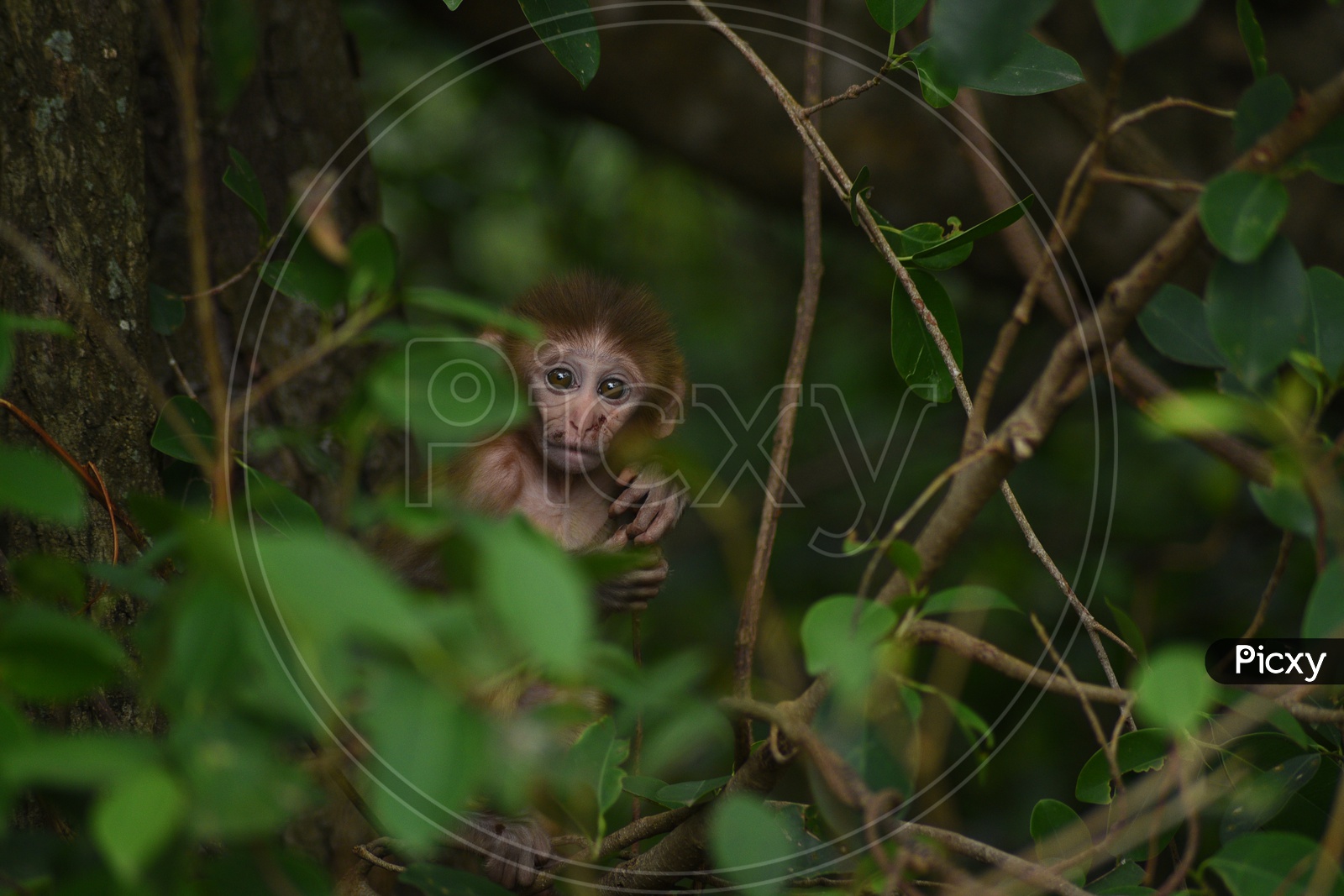 A baby monkey on a tree branch