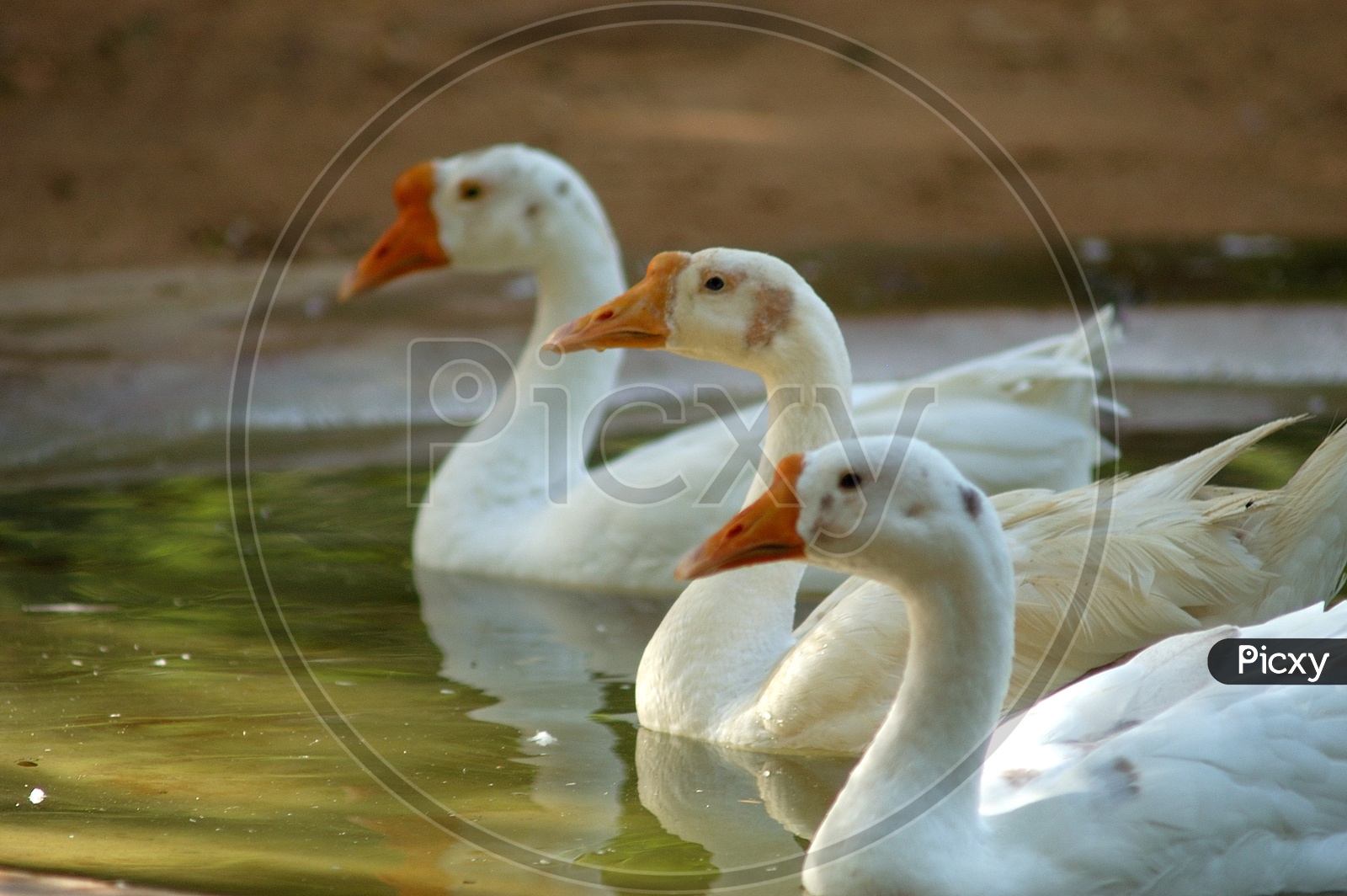 White ducks in a pond
