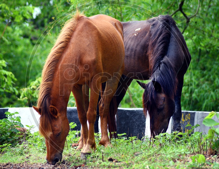Black and Brown Horses grazing the grass