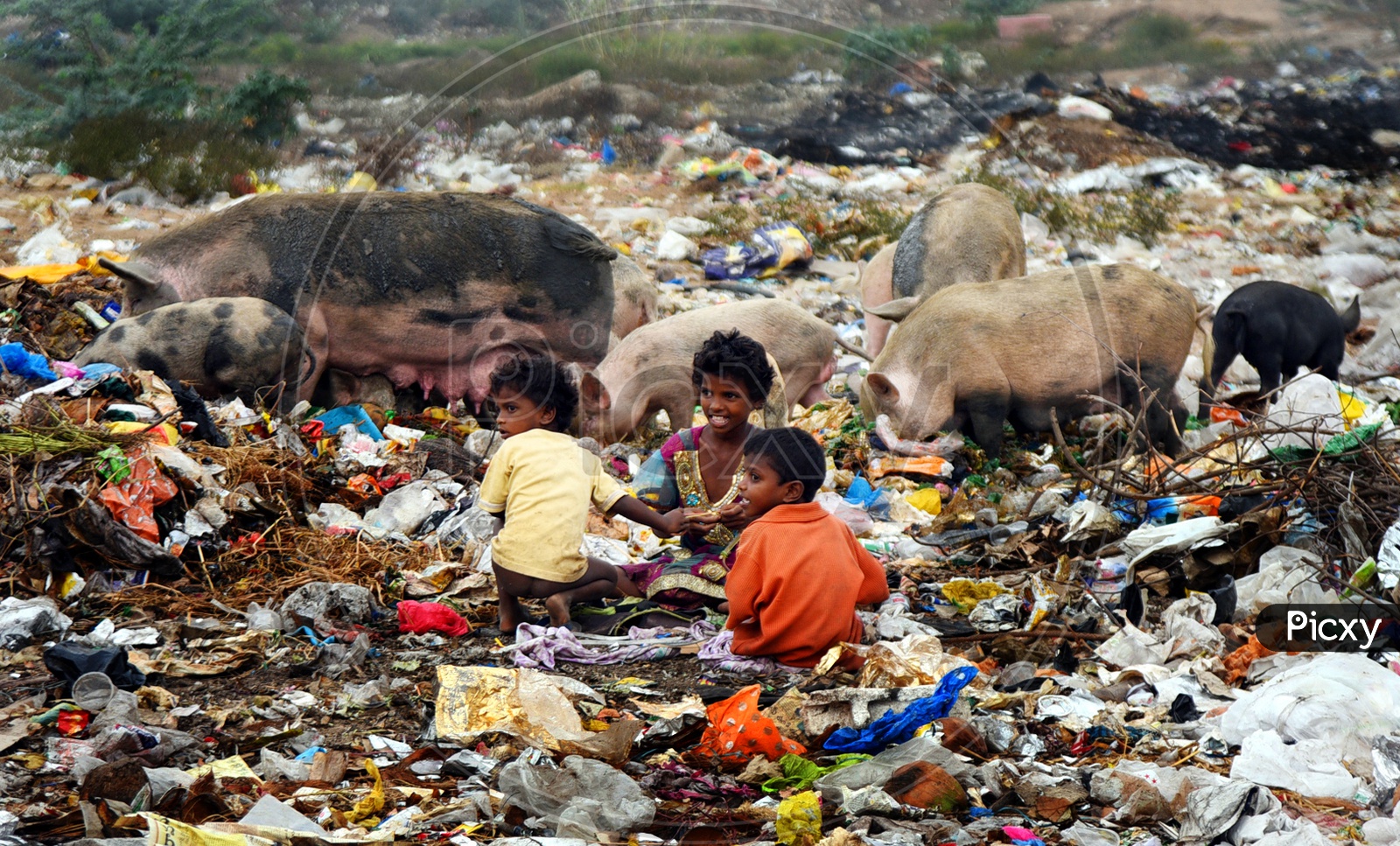 Children playing in the garbage near pigs