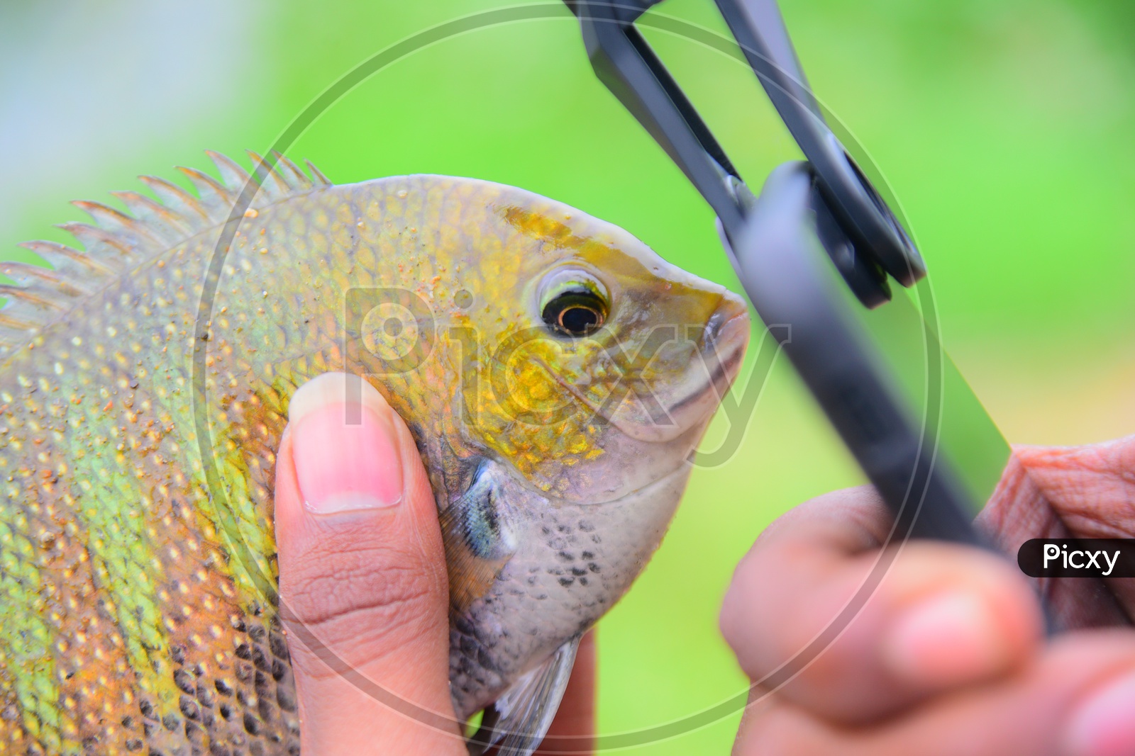 Image of Gulf flounder FishWZ323774Picxy