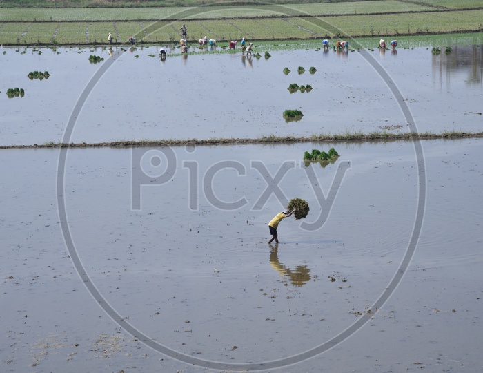Farmers working in a paddy field