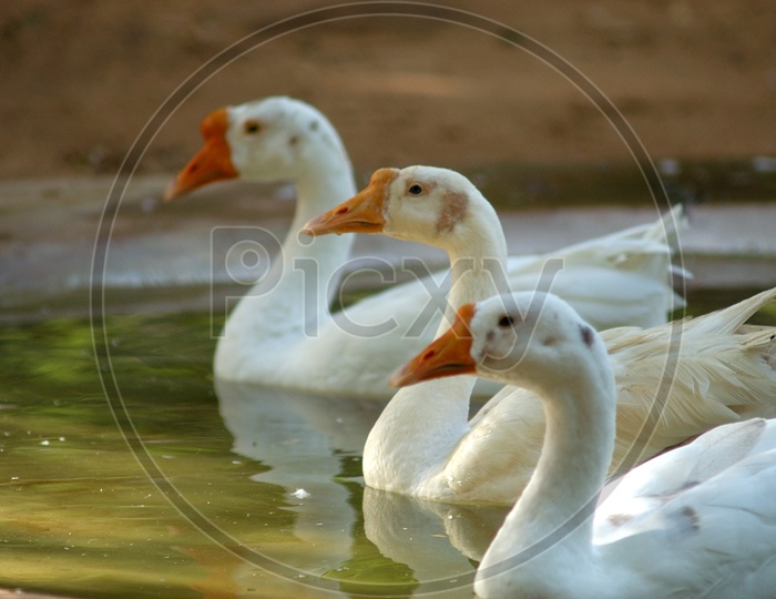 White ducks in a pond