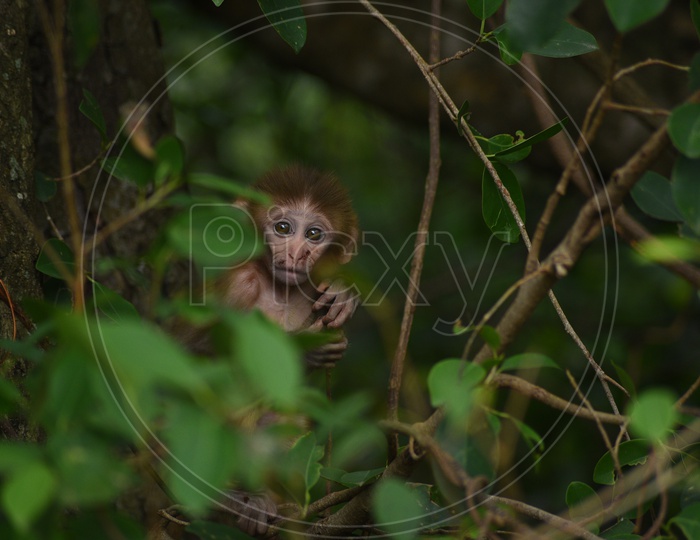 A baby monkey on a tree branch